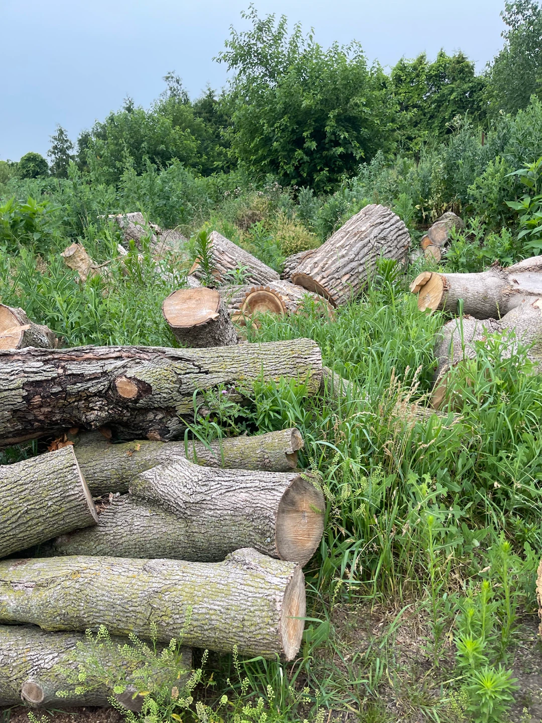 logs for firewood or wood projects - photo 2