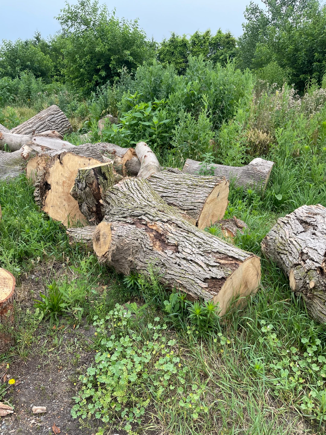 logs for firewood or wood projects - photo 3