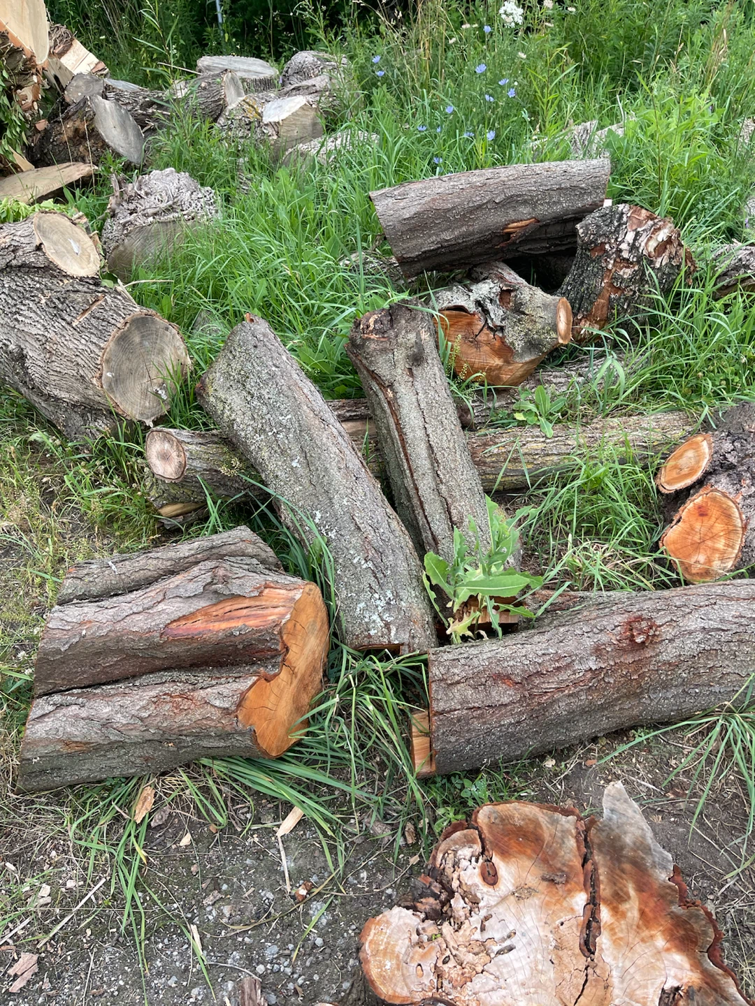 logs for firewood or wood projects - photo 4
