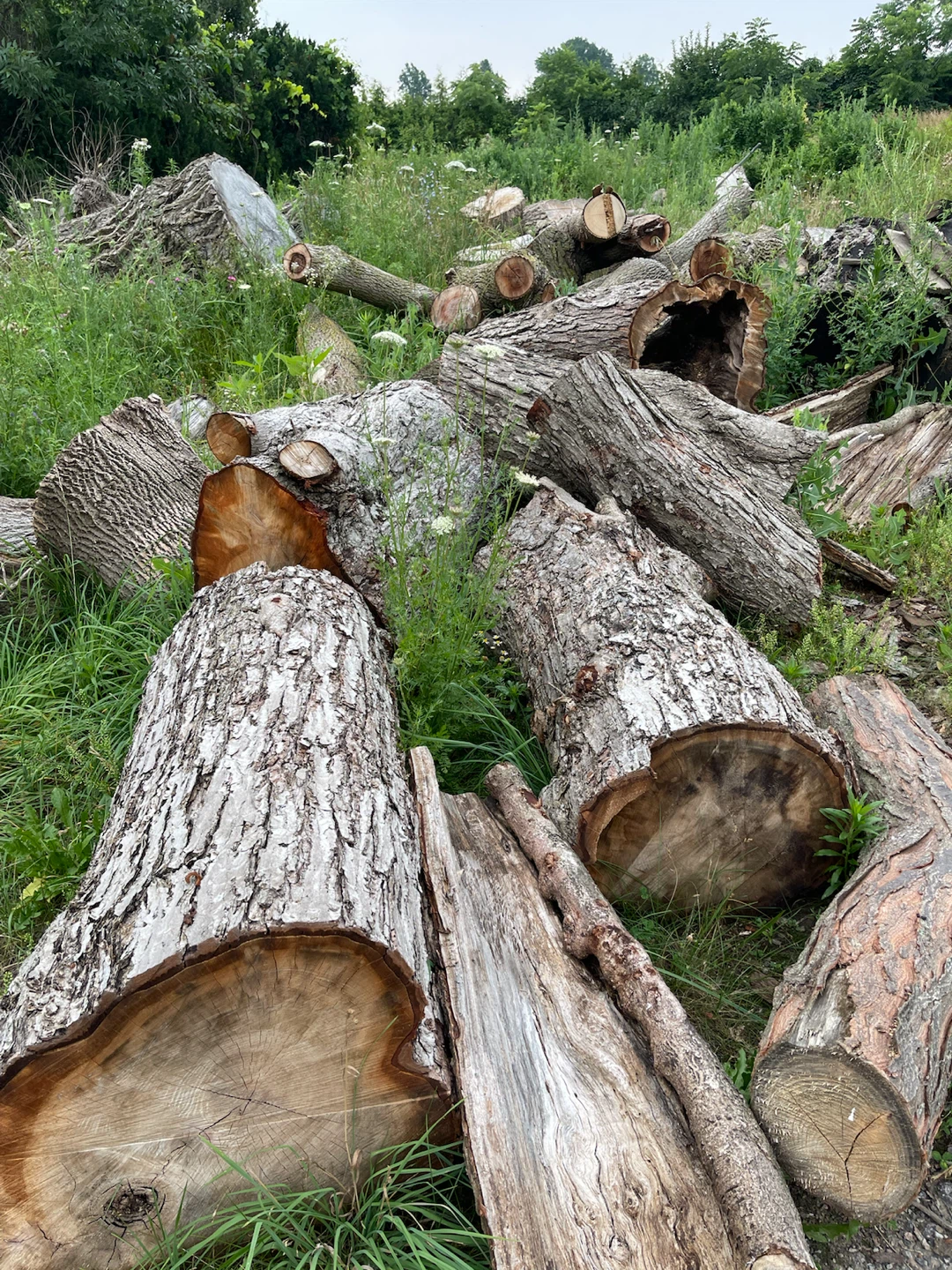 logs for firewood or wood projects - photo 5