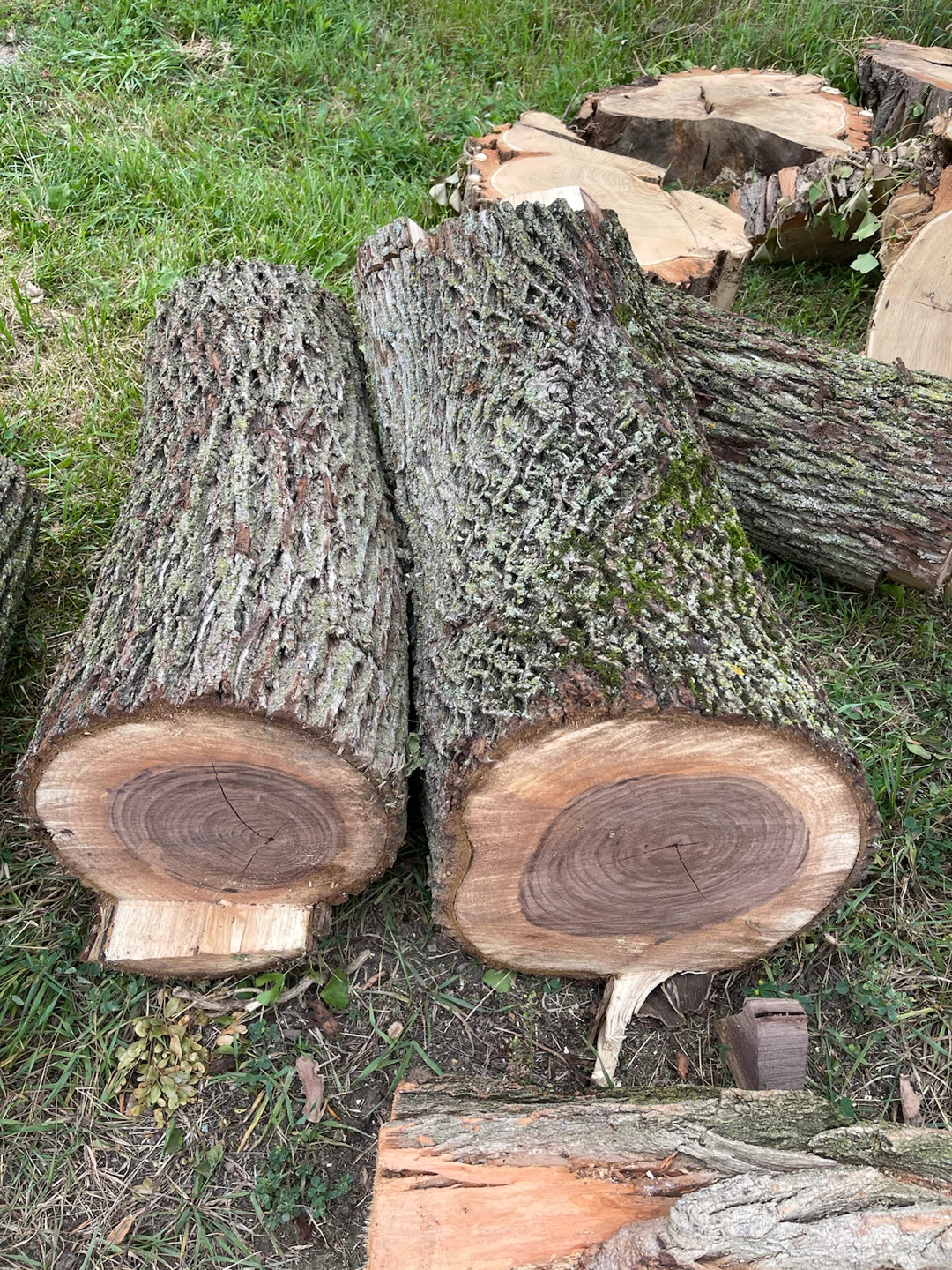 Tree Stumps & Logs Pile Lot - photo 2