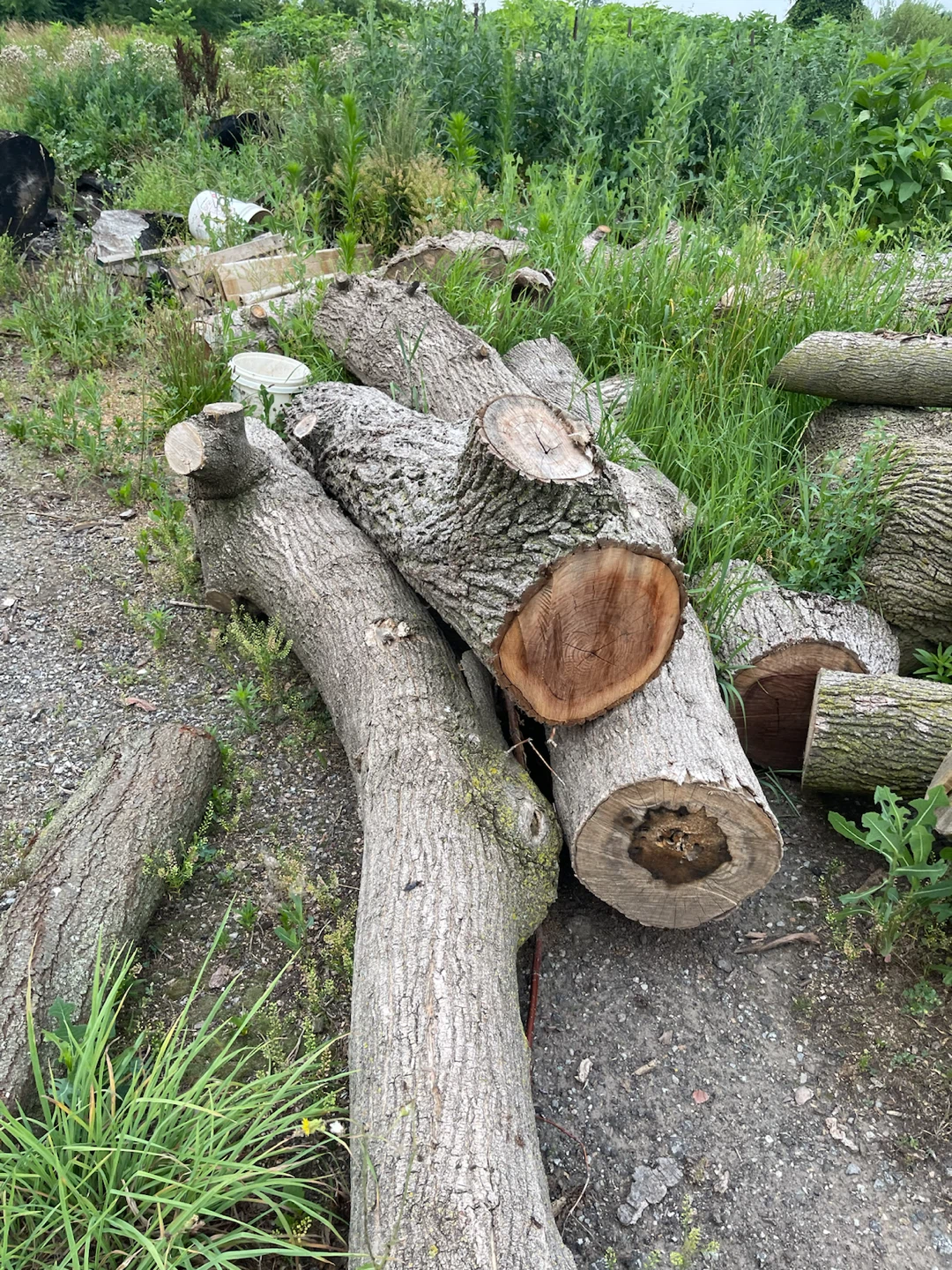 Tree Stumps & Logs Pile Lot - photo 3