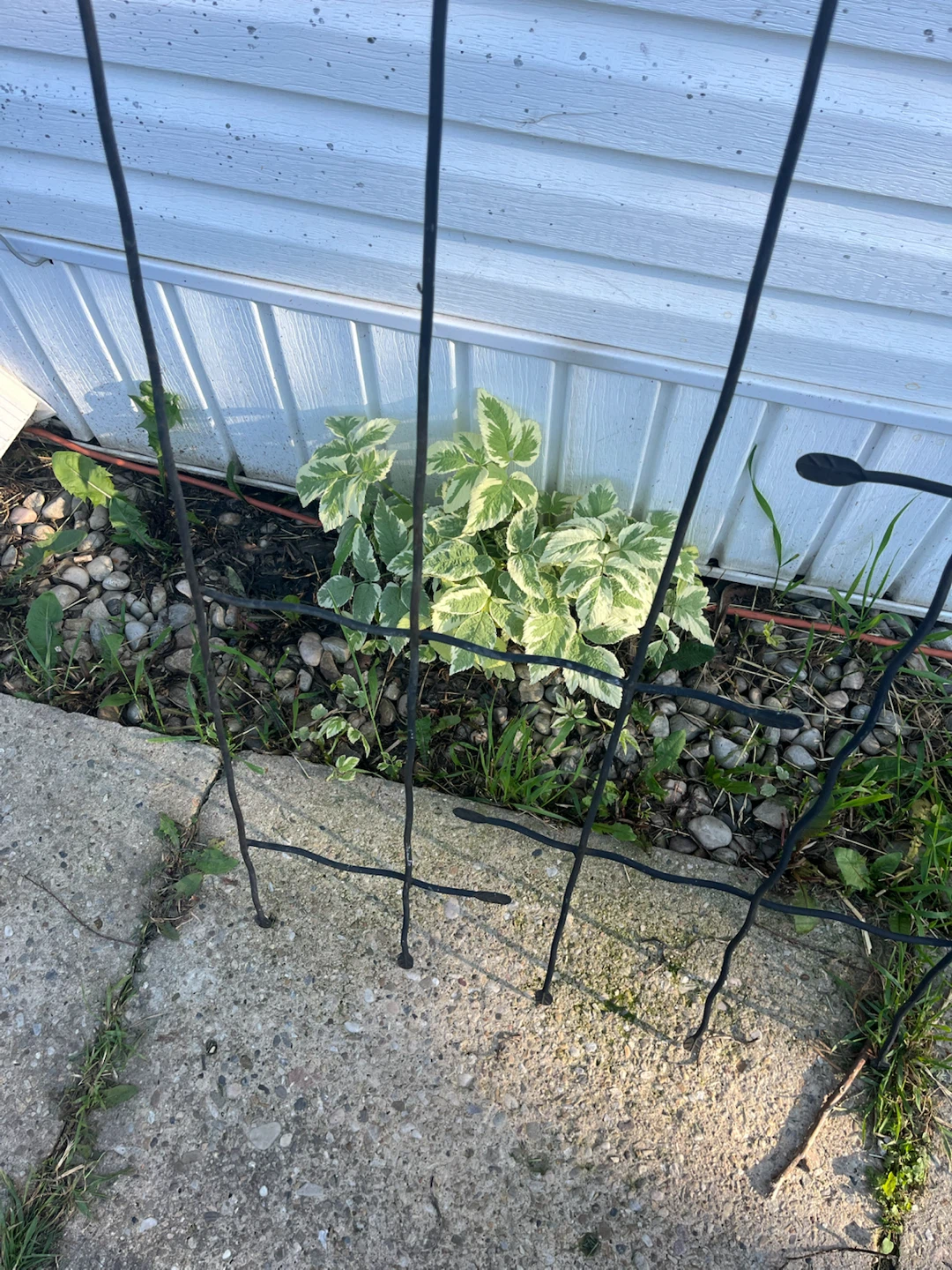 Black metal plant trellis - photo 4
