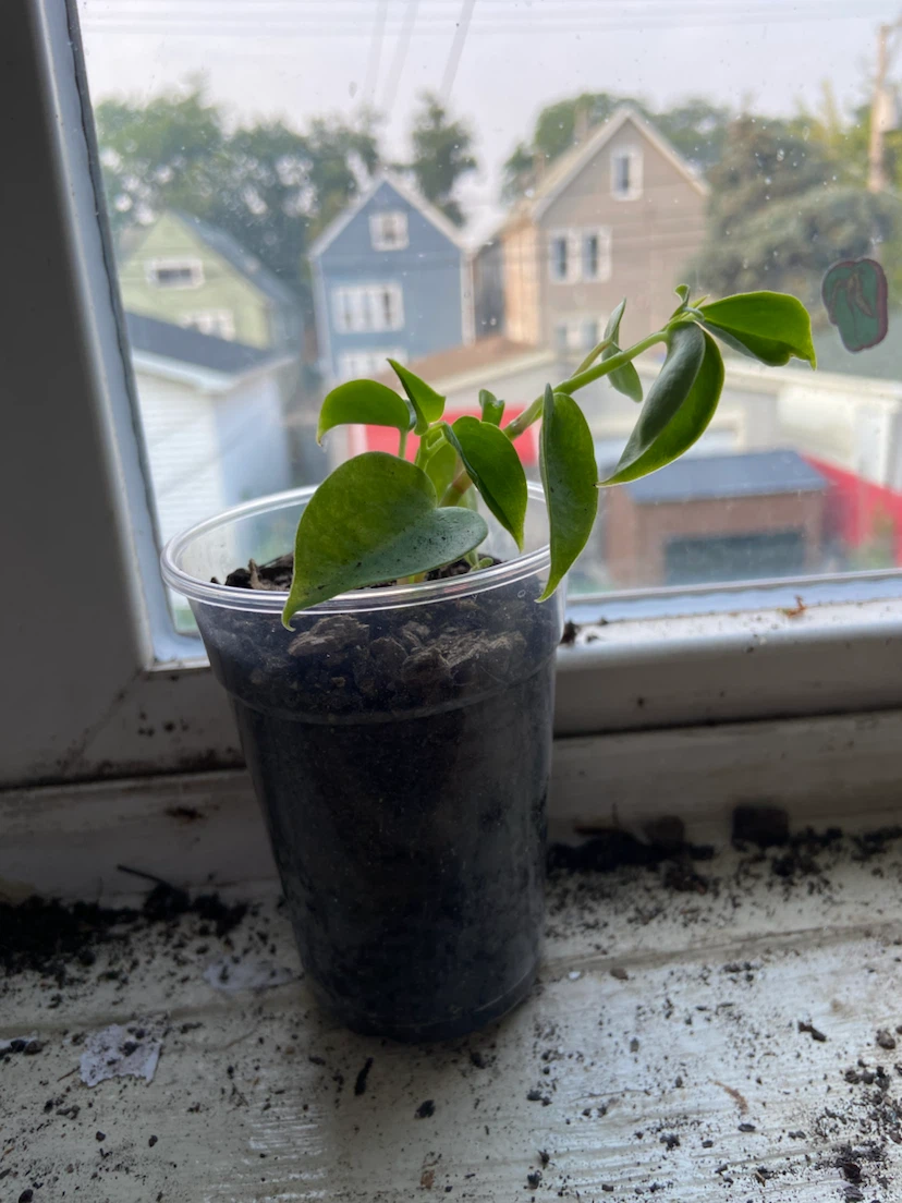 Peperomia
