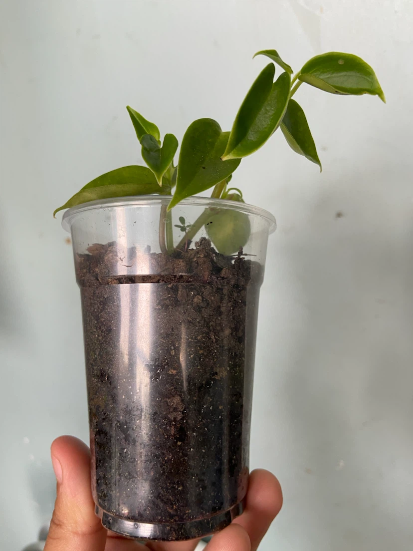 Peperomia - photo 2