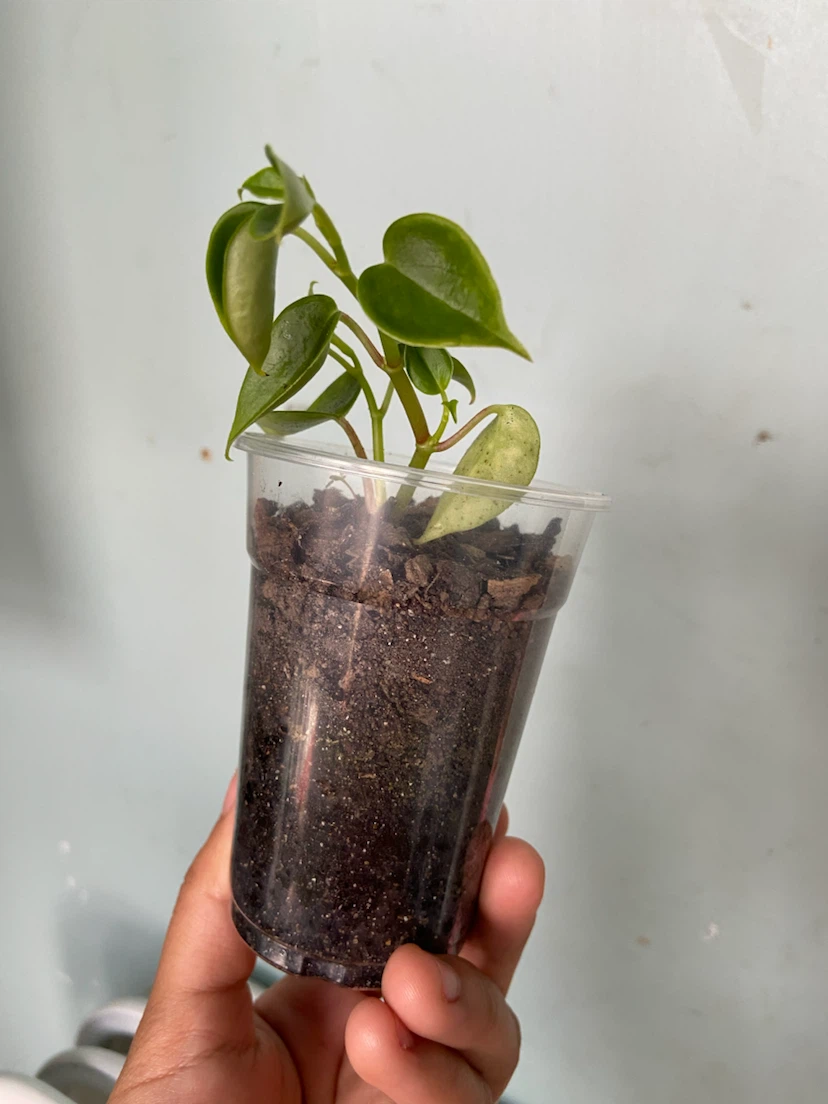 Peperomia - photo 3