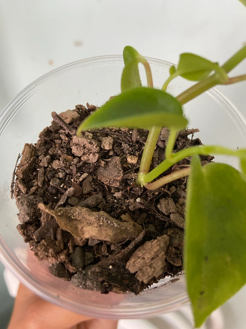 Peperomia - photo 4