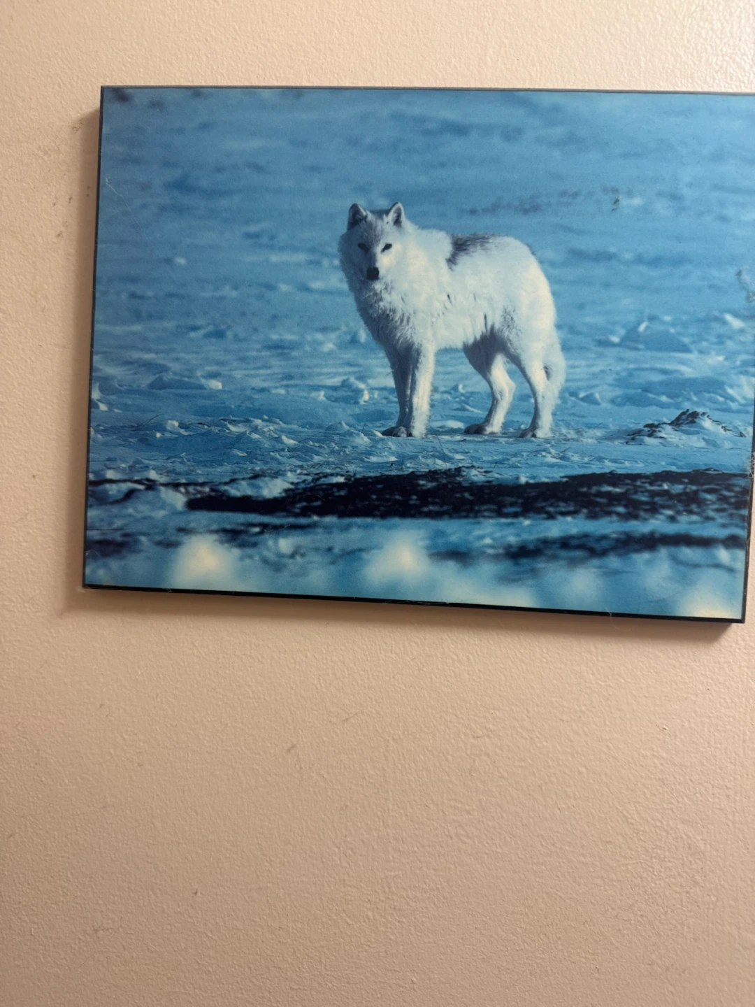 Wolf Pack Winter Scene Framed Art Print - photo 2