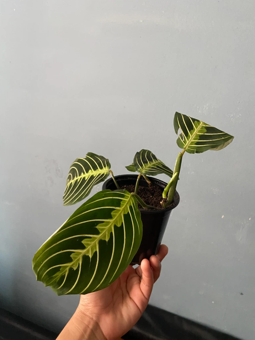 Maranta lemon
