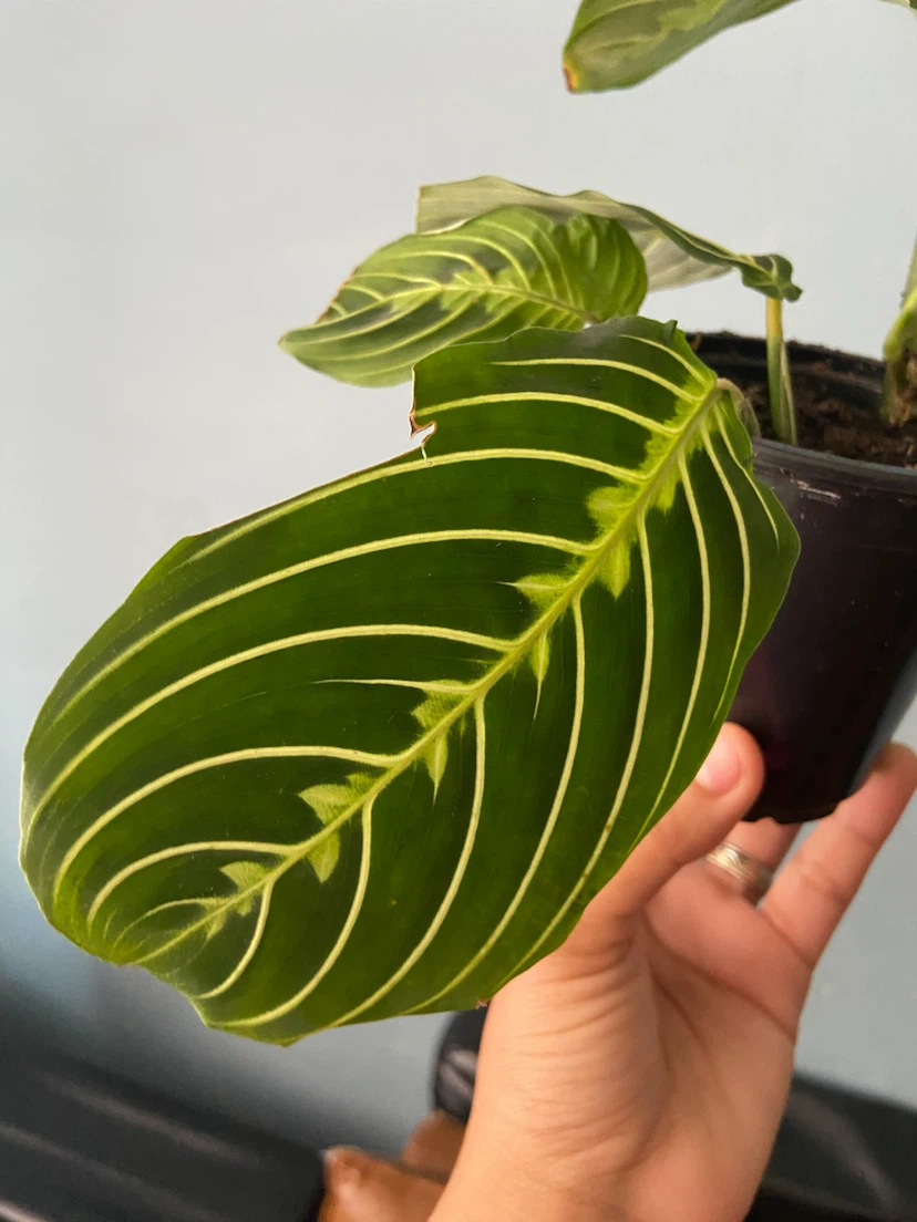 Maranta lemon - photo 2