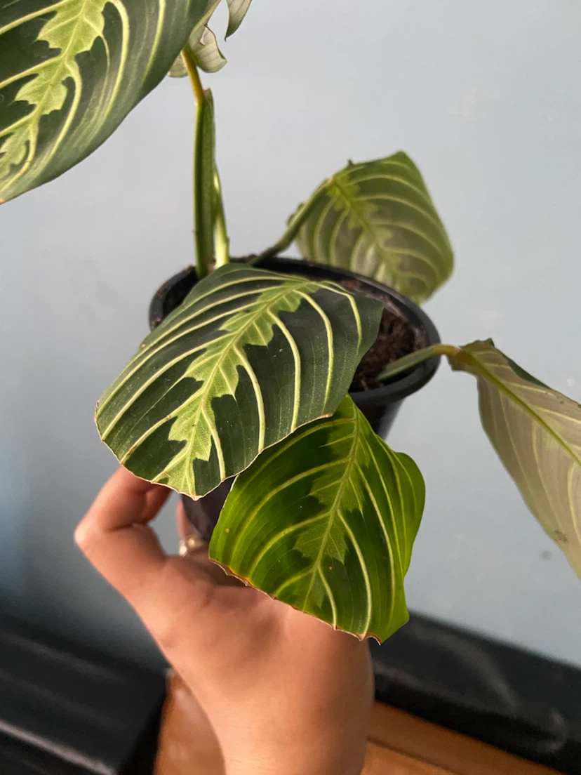 Maranta lemon - photo 3