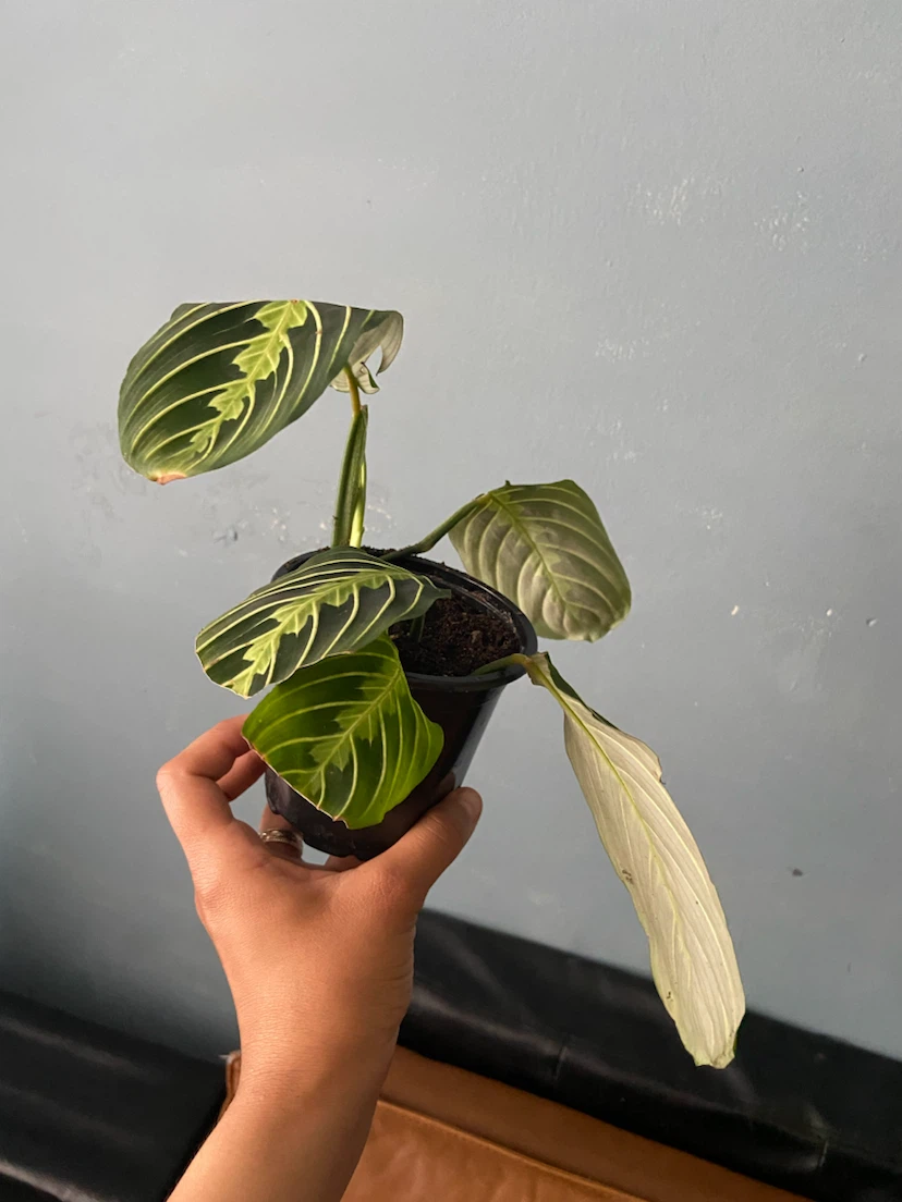 Maranta lemon - photo 4