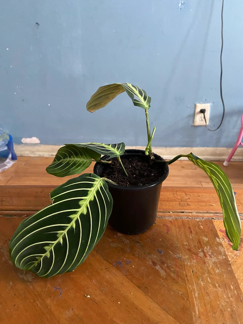Maranta lemon - photo 5