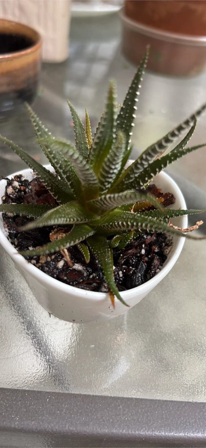 Small Succulent Plant in White Pot