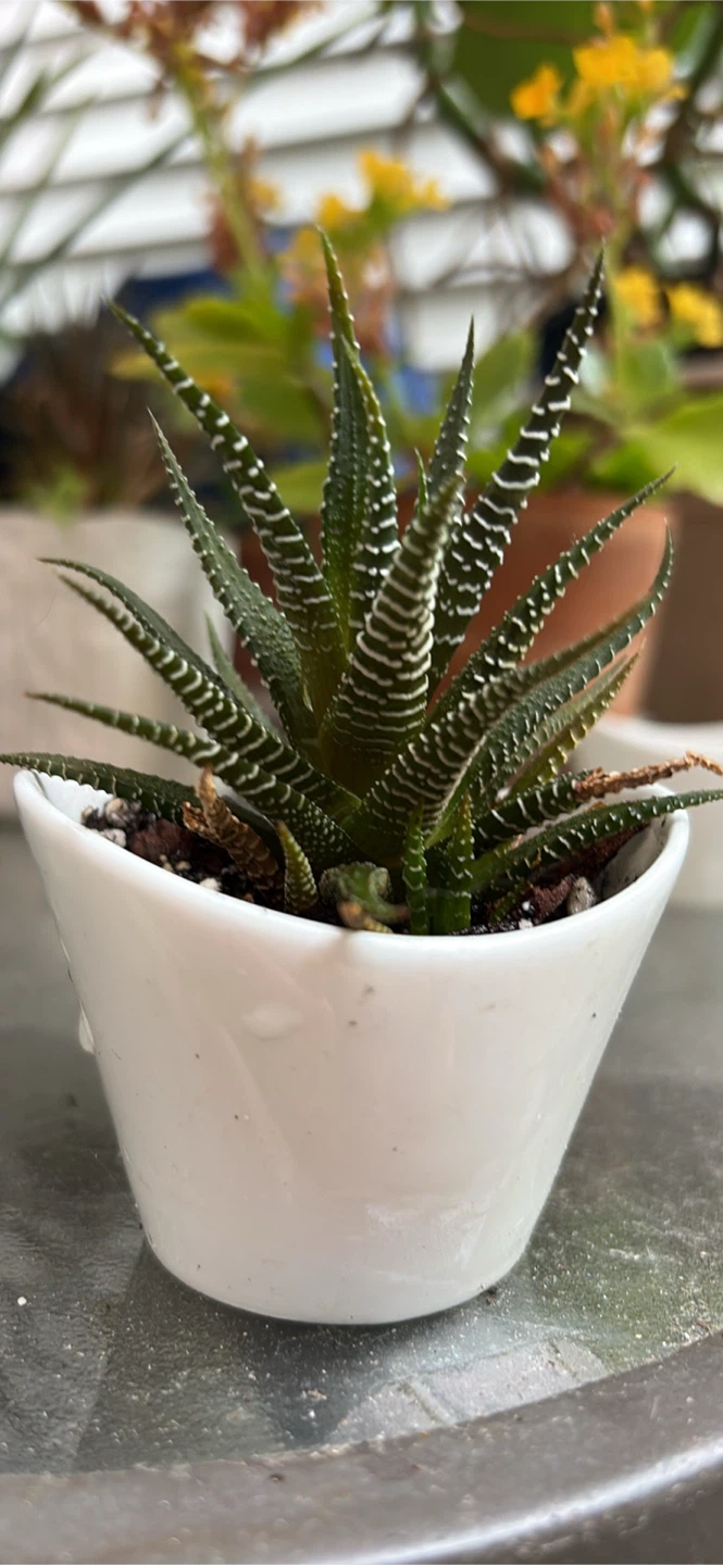 Small Succulent Plant in White Pot - photo 2