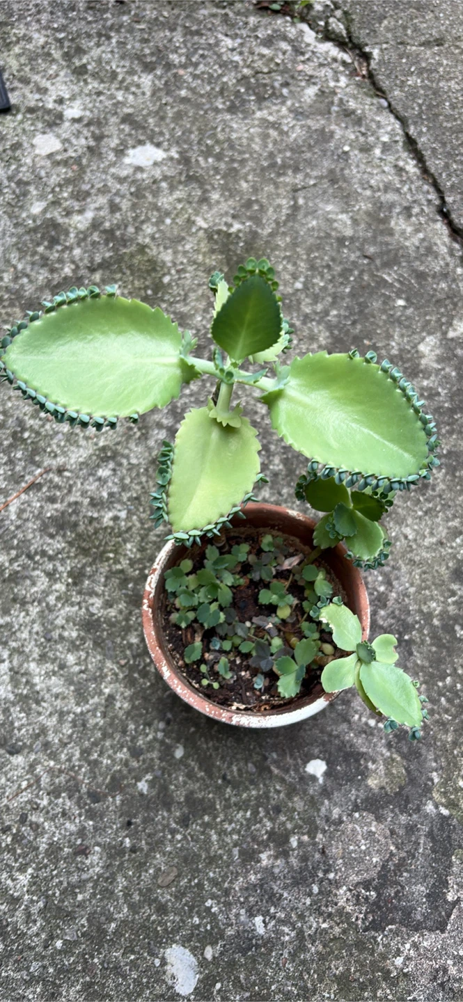 Mother of Thousands Plant