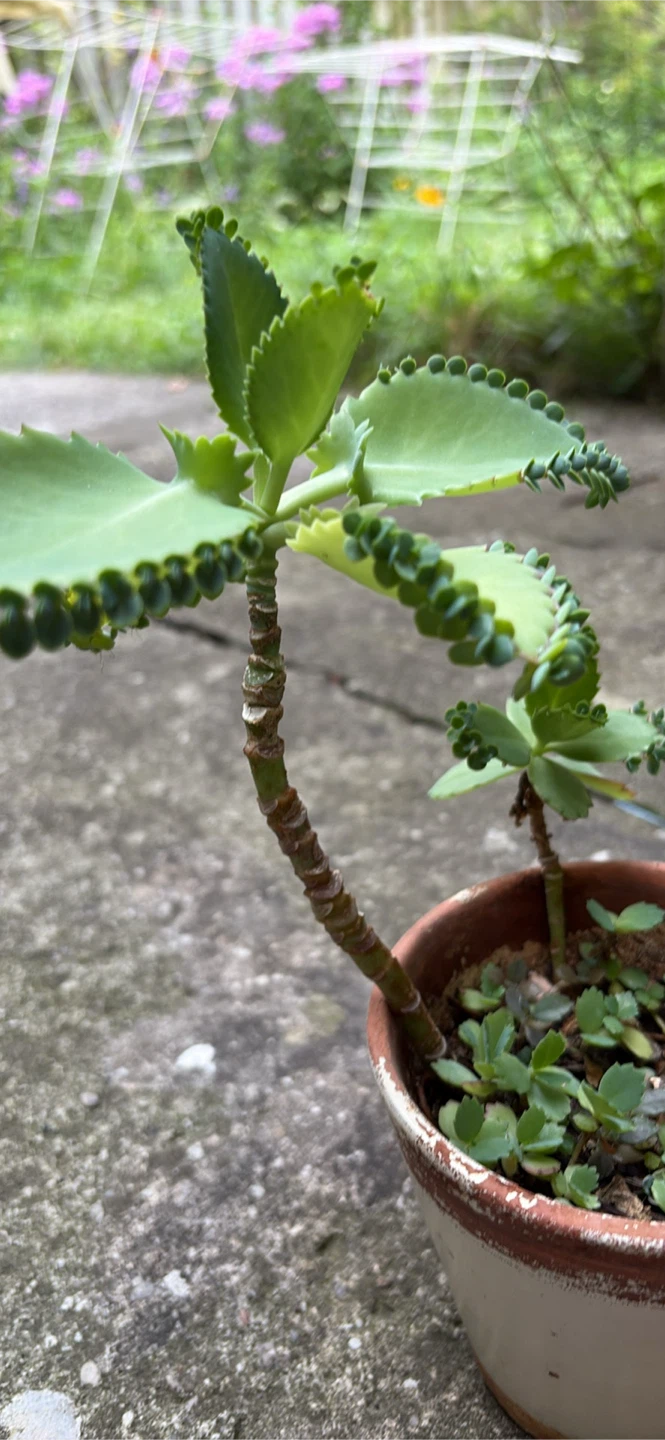 Mother of Thousands Plant - photo 2