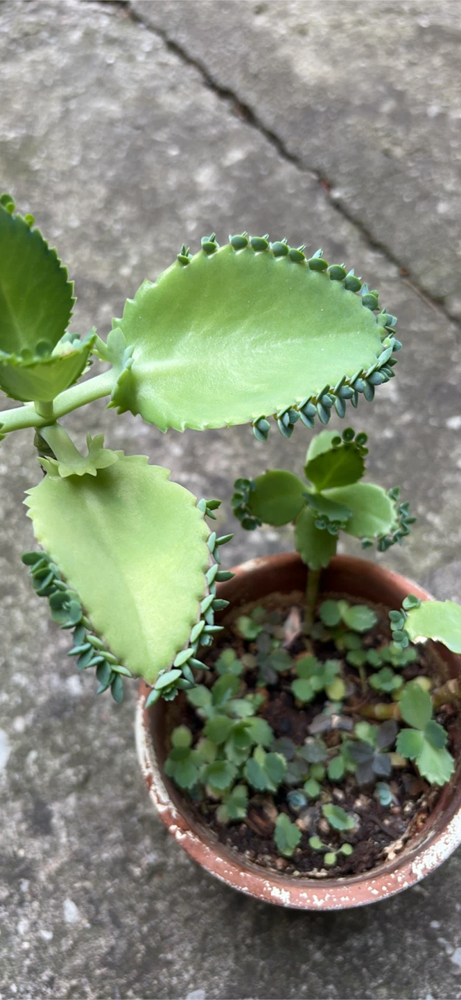 Mother of Thousands Plant - photo 3