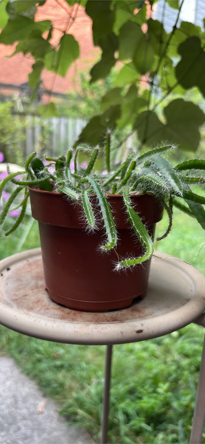 Hanging Cactus Plant