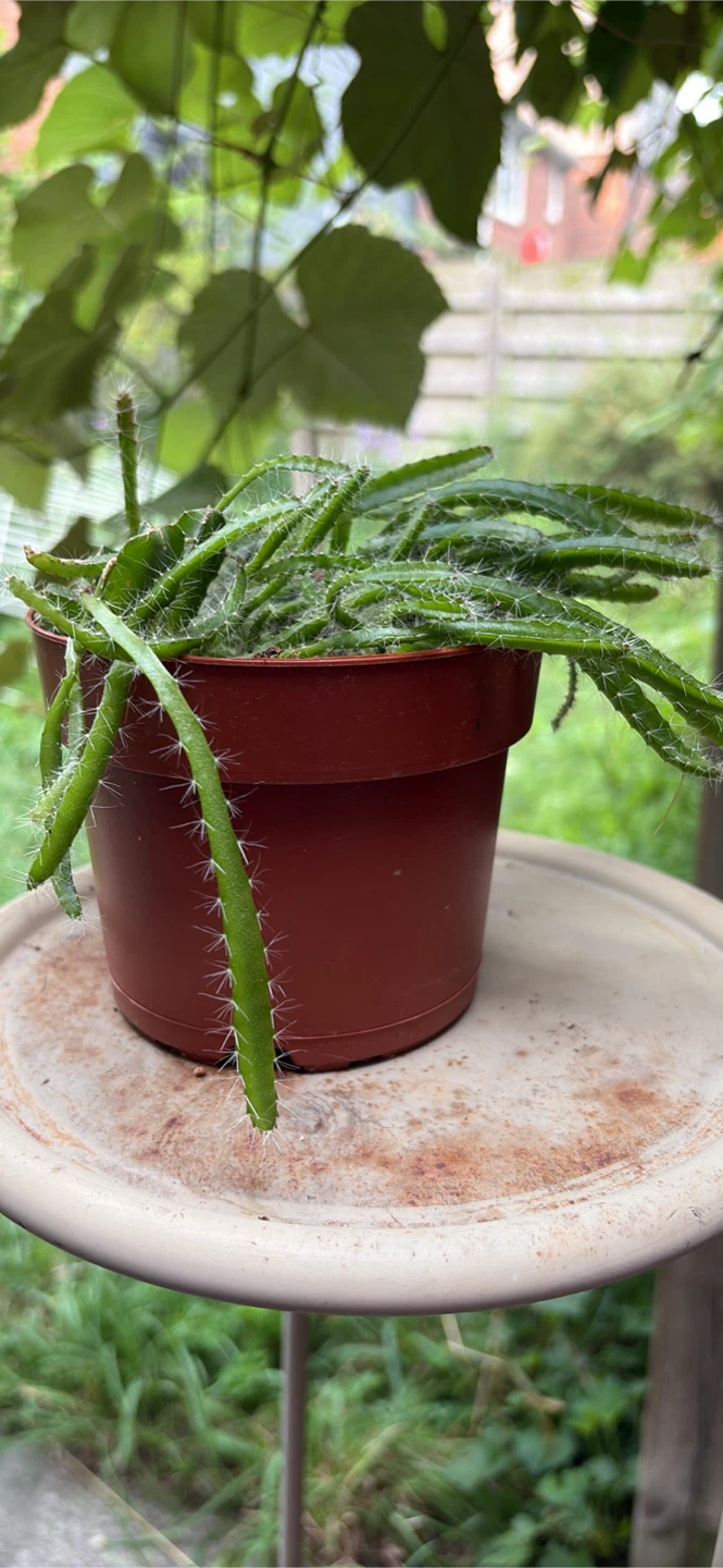 Hanging Cactus Plant - photo 2
