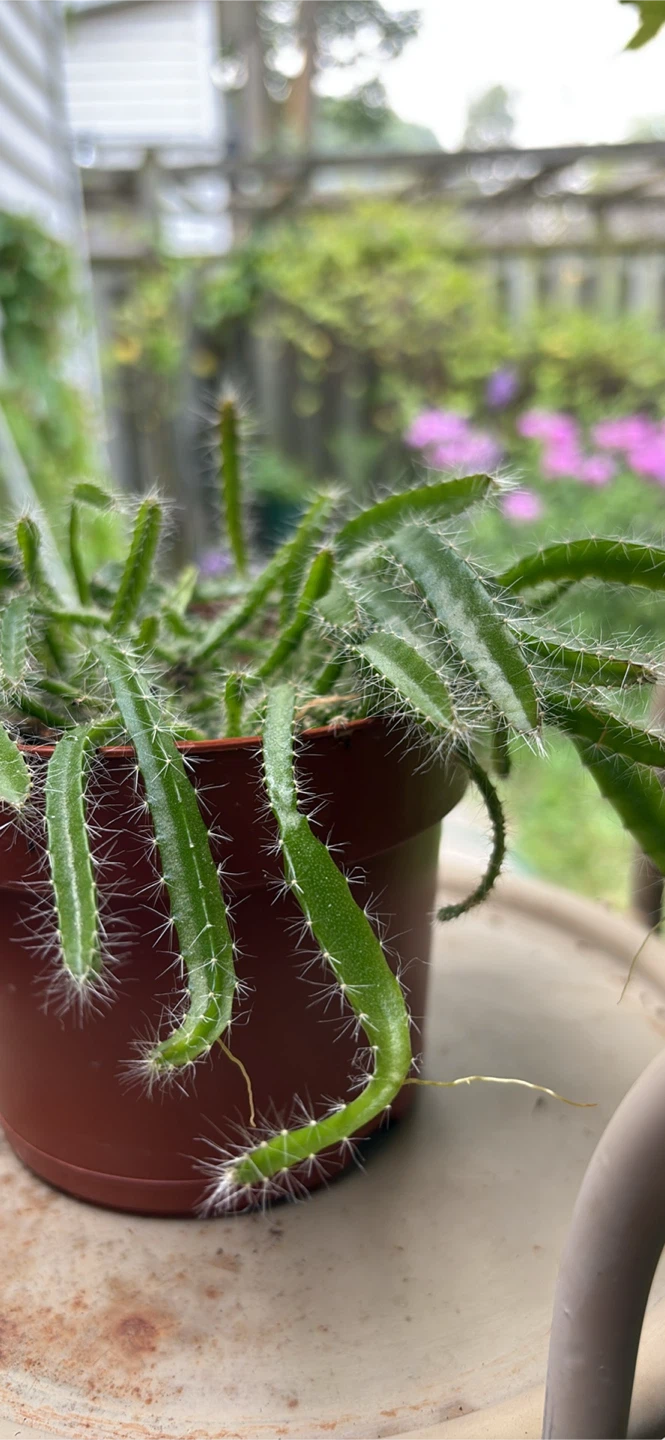 Hanging Cactus Plant - photo 3