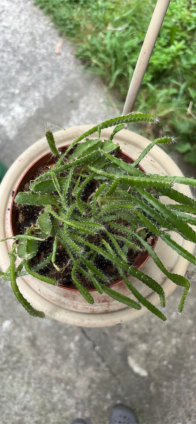 Hanging Cactus Plant - photo 4