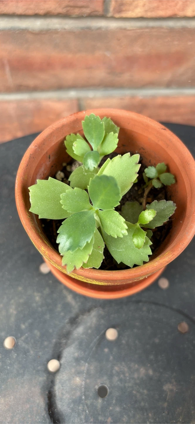 Succulent Plant in Decorated Terracotta Pot
