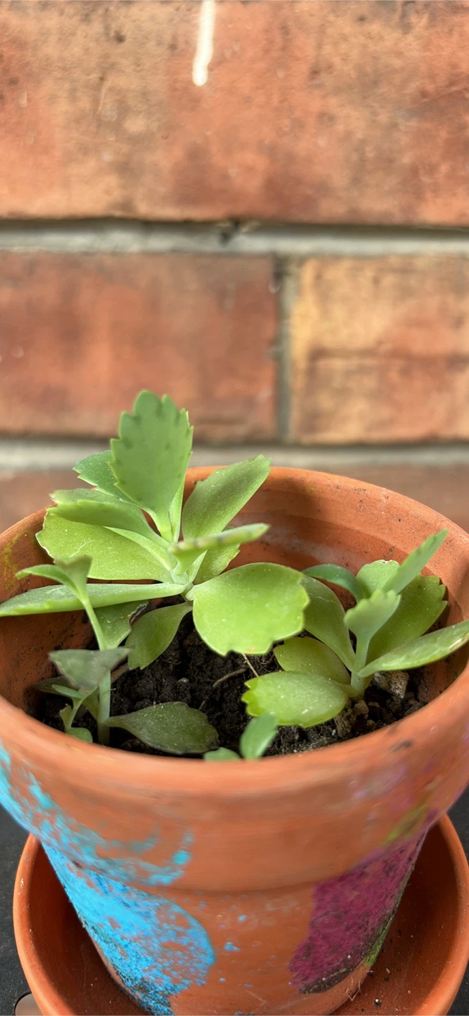 Succulent Plant in Decorated Terracotta Pot - photo 2