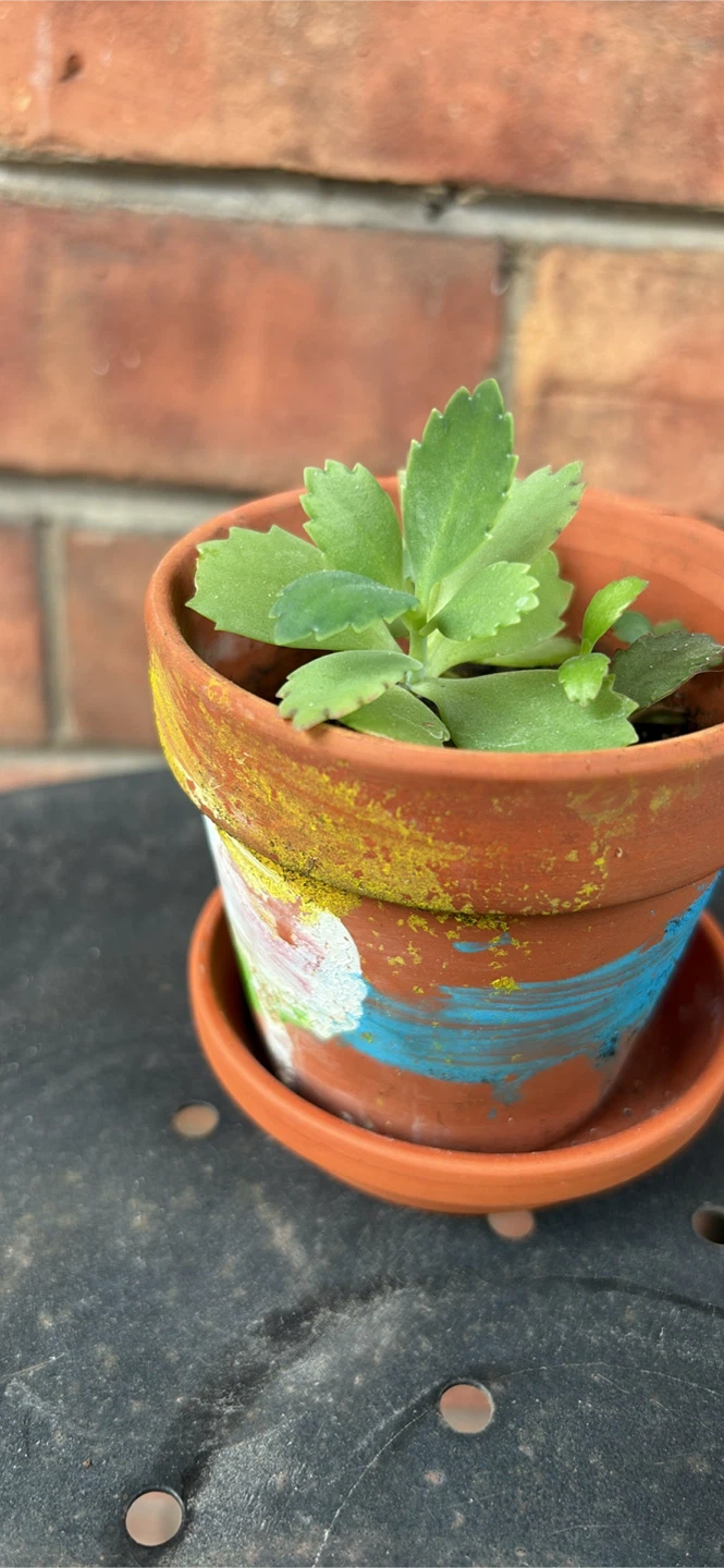 Succulent Plant in Decorated Terracotta Pot - photo 3