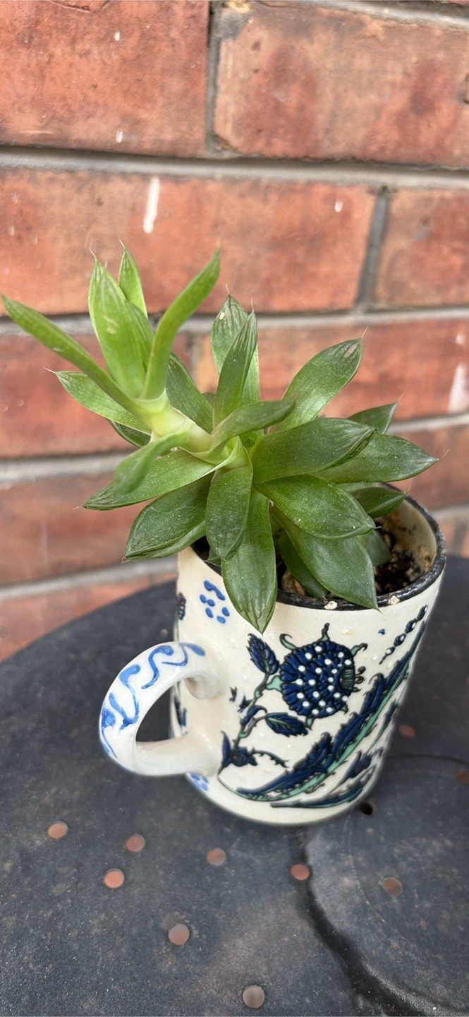 Succulent in decorative mug