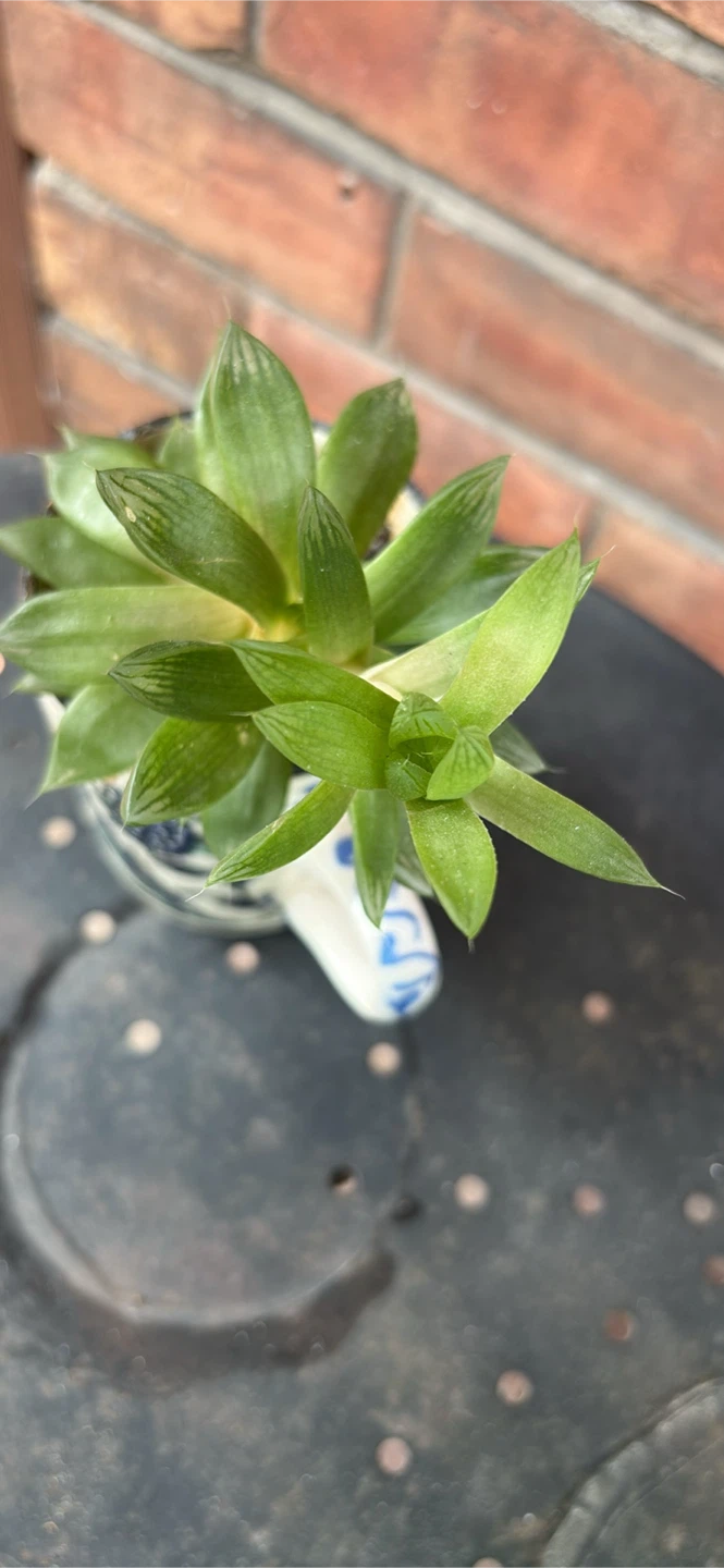 Succulent in decorative mug - photo 2