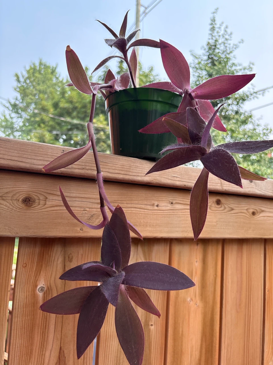 Purple Heart Plant in Green Pot