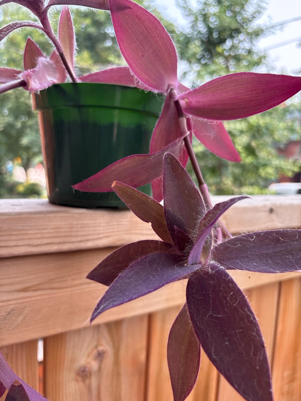 Purple Heart Plant in Green Pot - photo 2