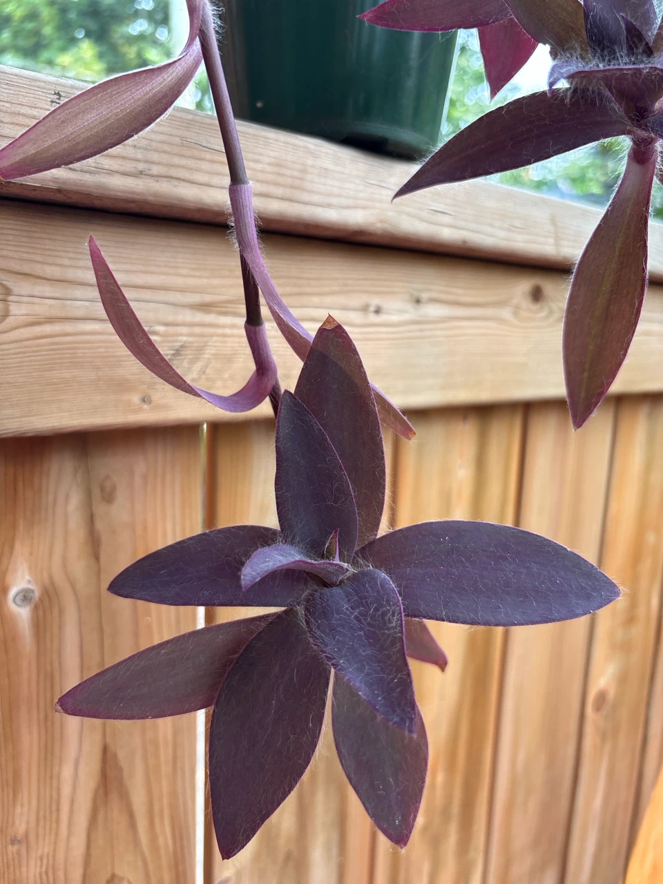 Purple Heart Plant in Green Pot - photo 3