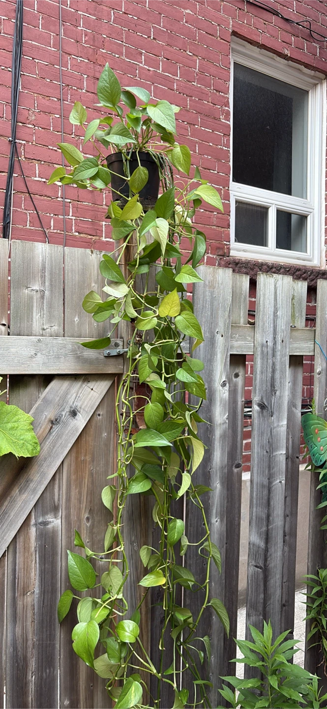 Pothos Plant in Pot