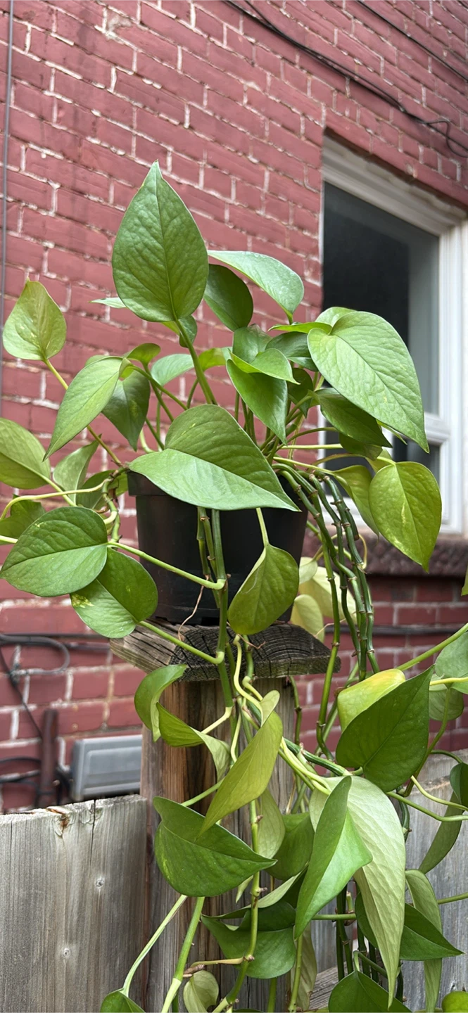 Pothos Plant in Pot - photo 2