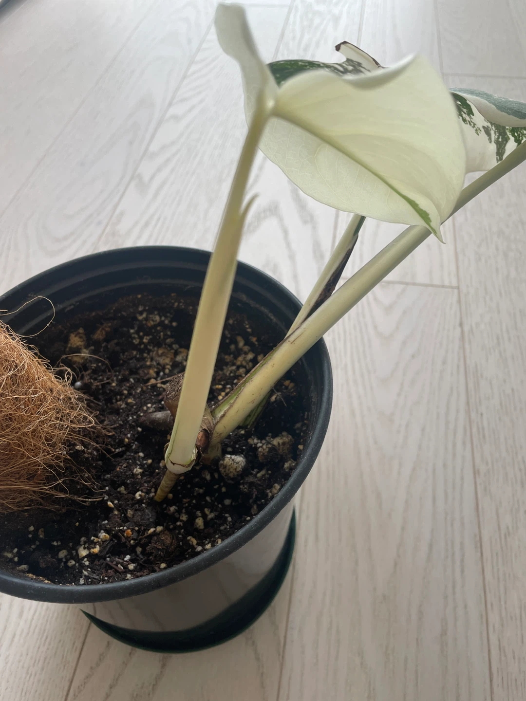 Monstera Albo Variegated Plant - photo 3