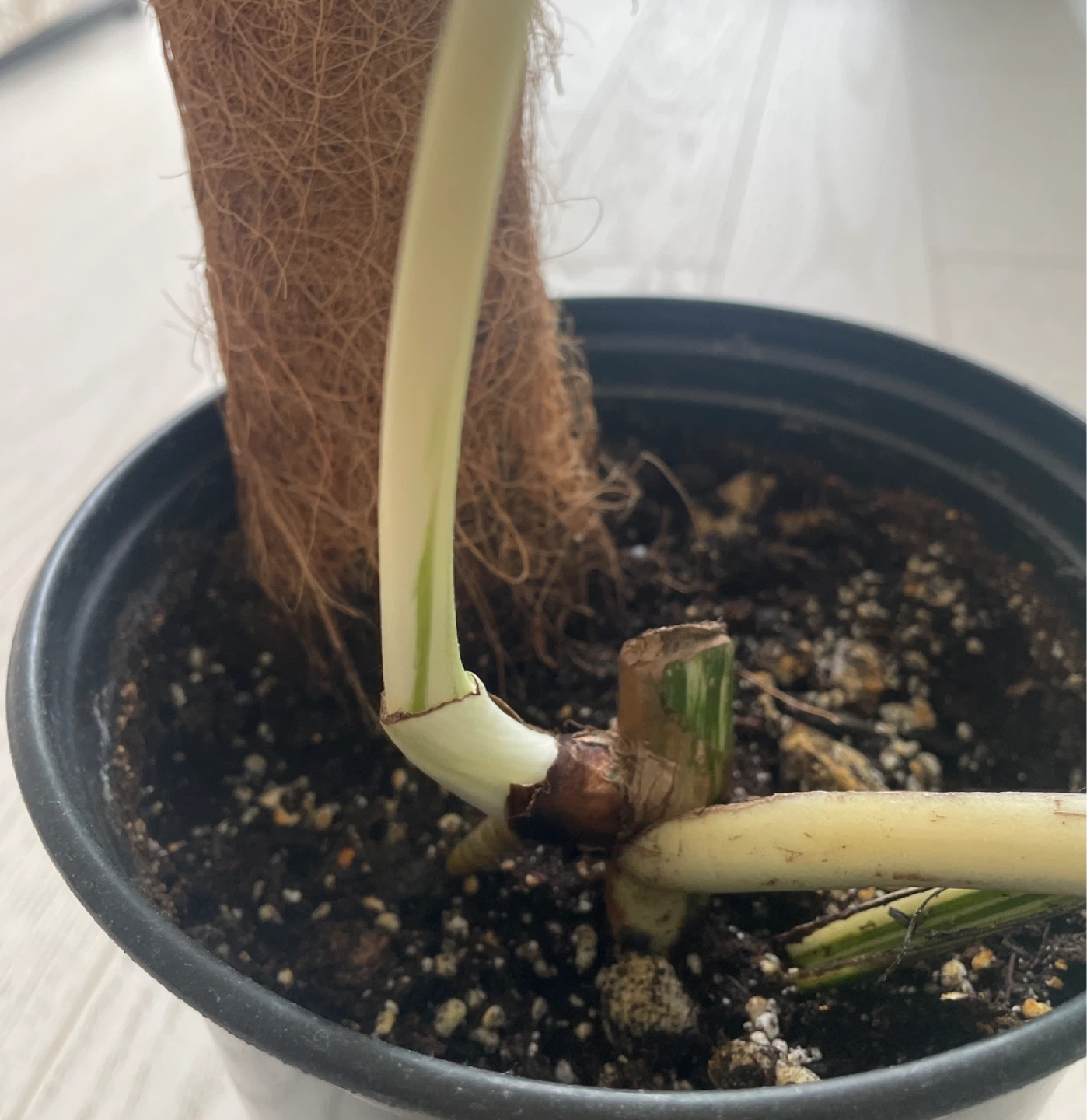Monstera Albo Variegated Plant - photo 4