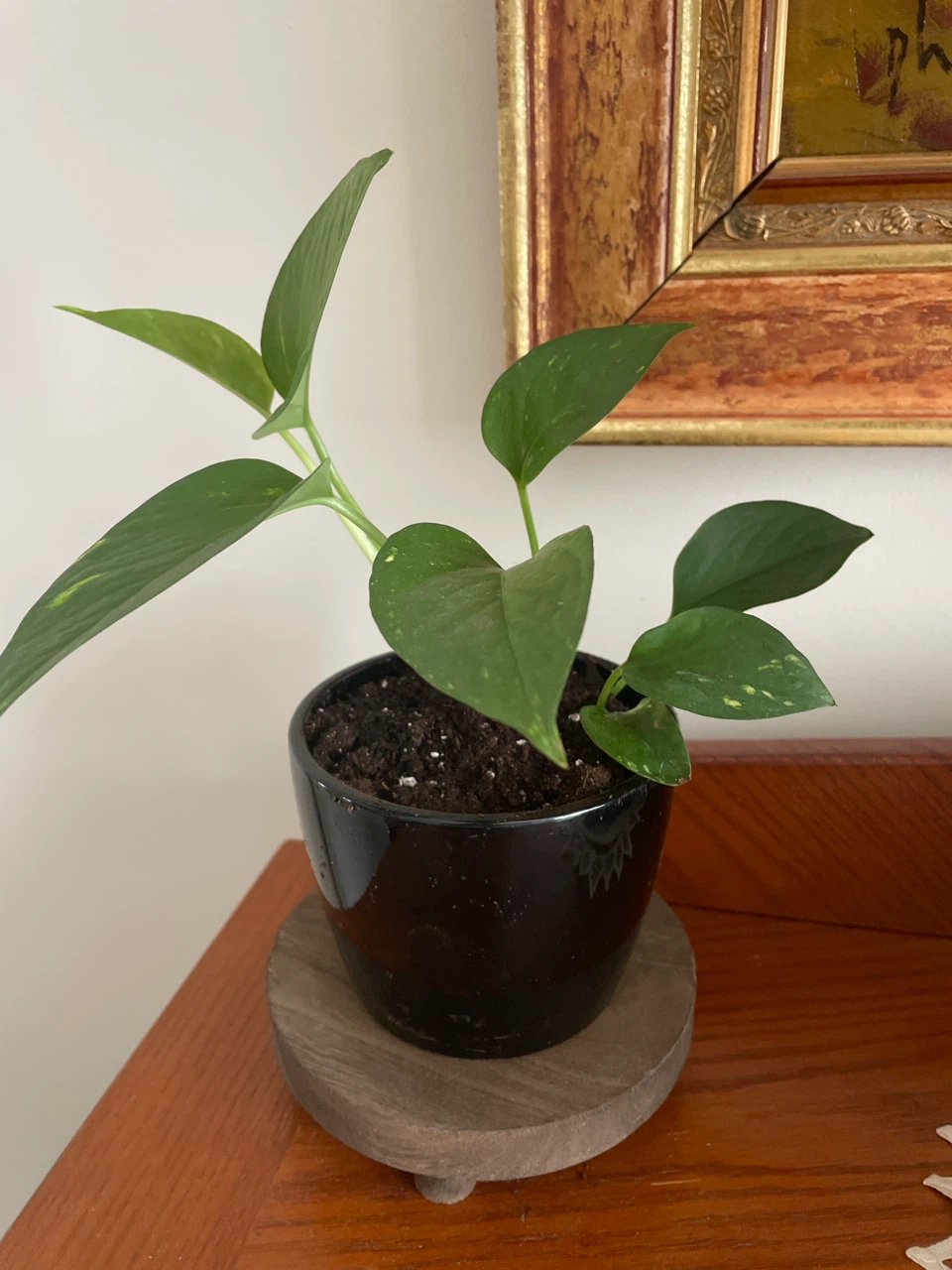 Pothos Plant in Black Pot