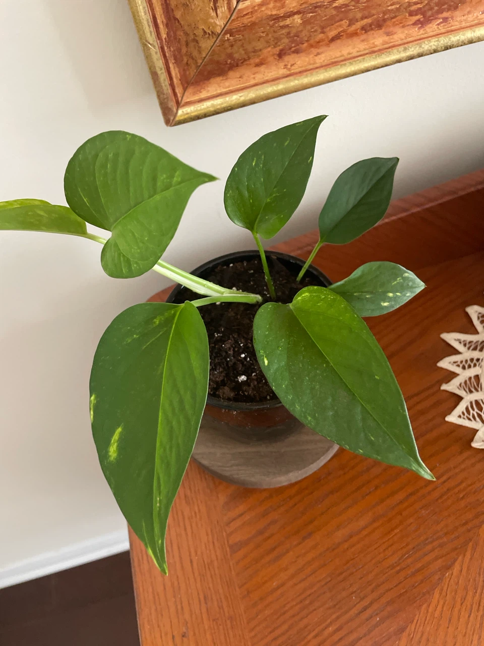 Pothos Plant in Black Pot - photo 2