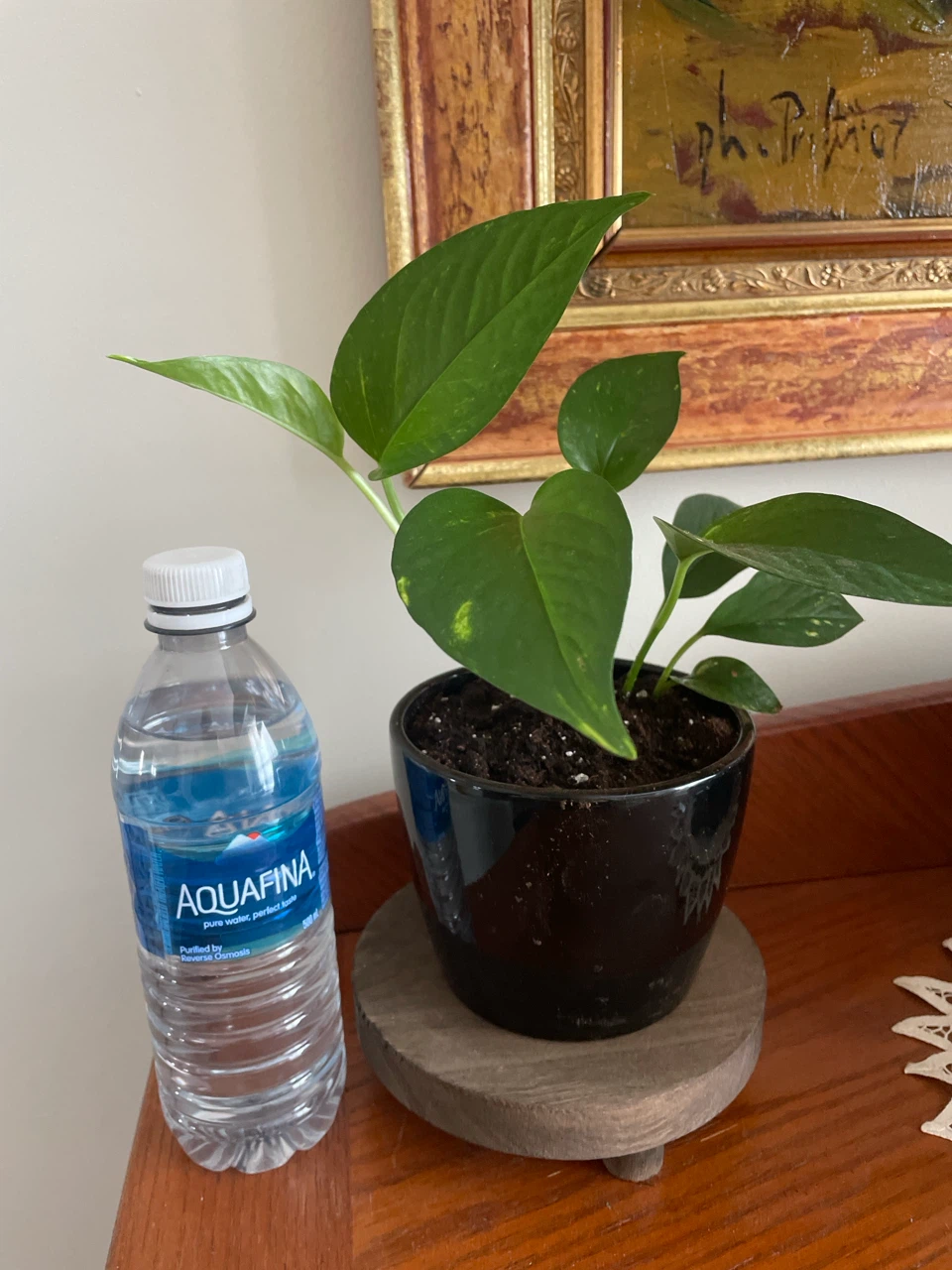 Pothos Plant in Black Pot - photo 3