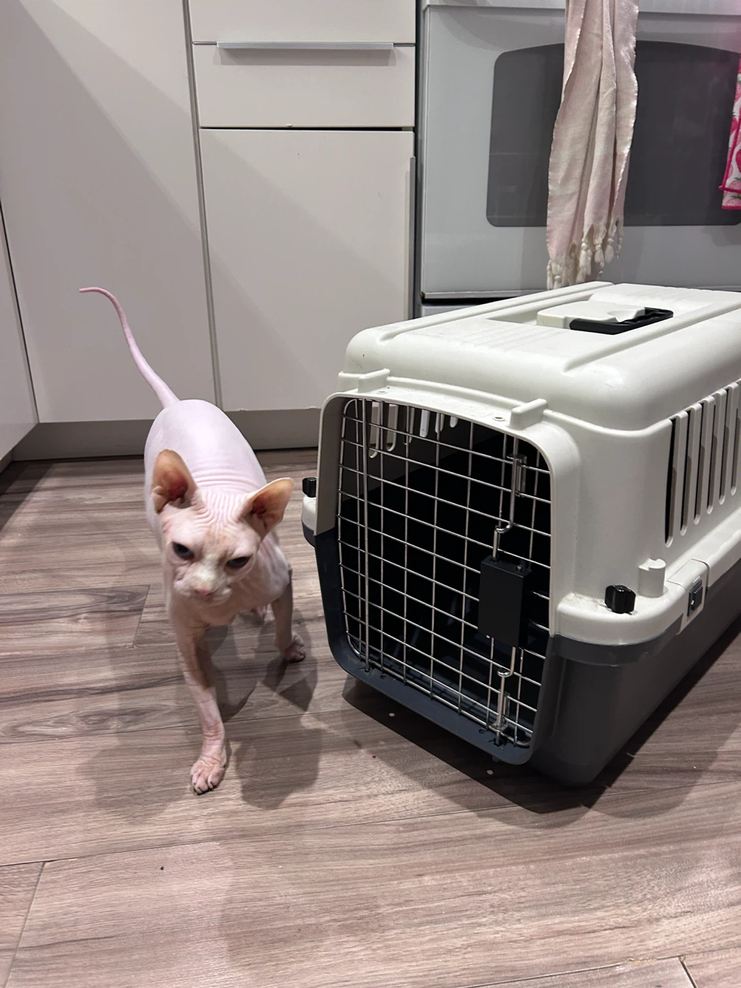 Pet Carrier