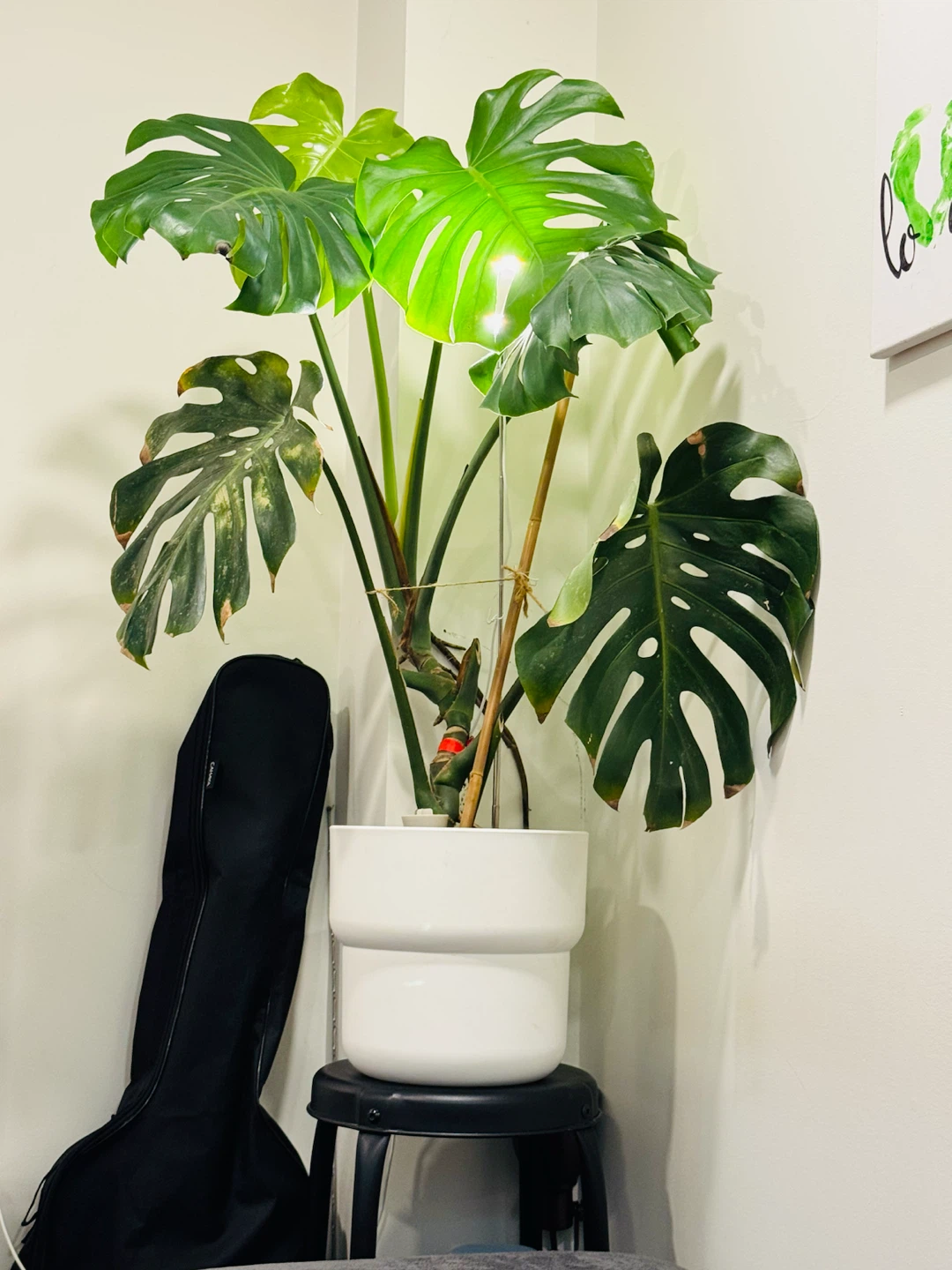 Monstera Plant in White Pot