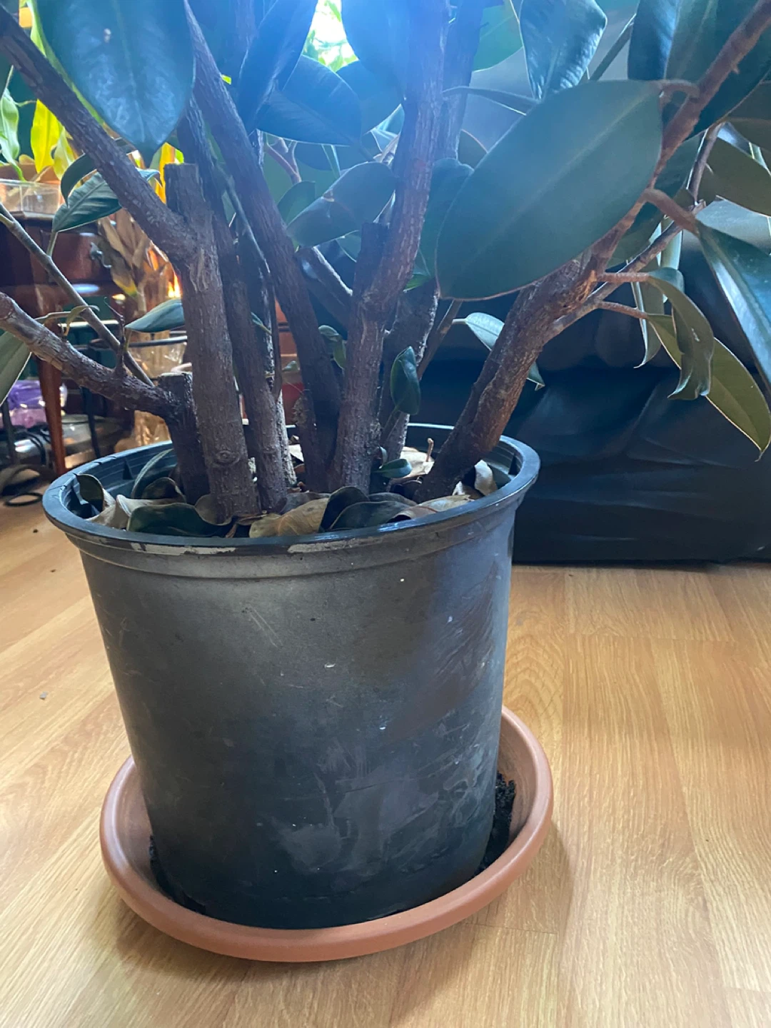 Large Bushy  burgundy Rubber Plant - photo 4