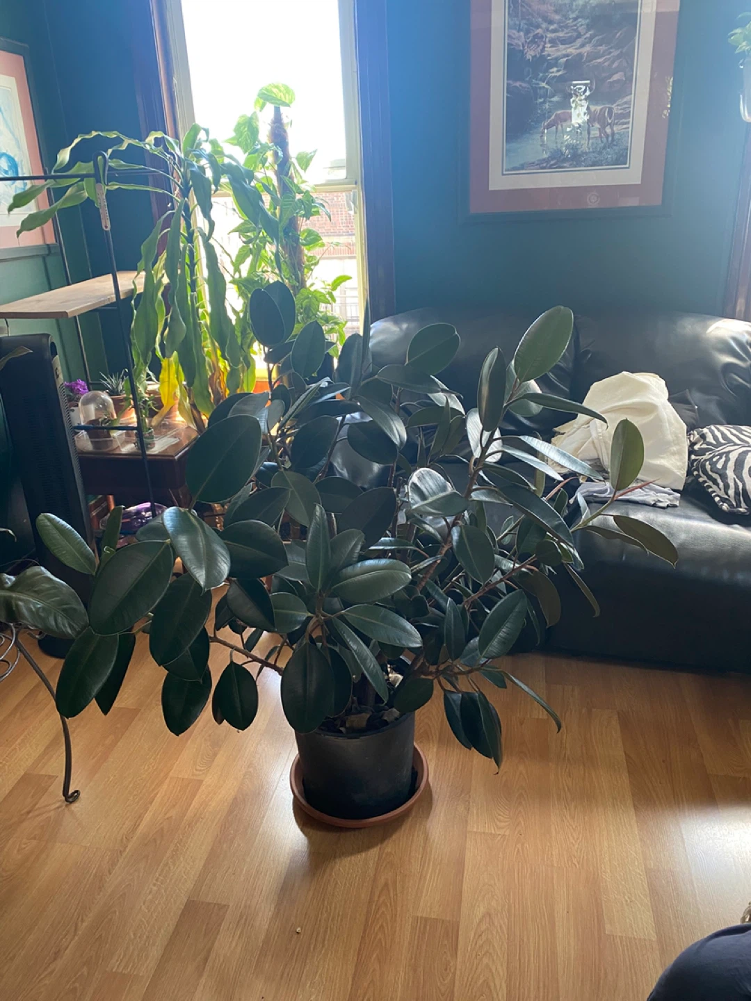 Large Bushy  burgundy Rubber Plant