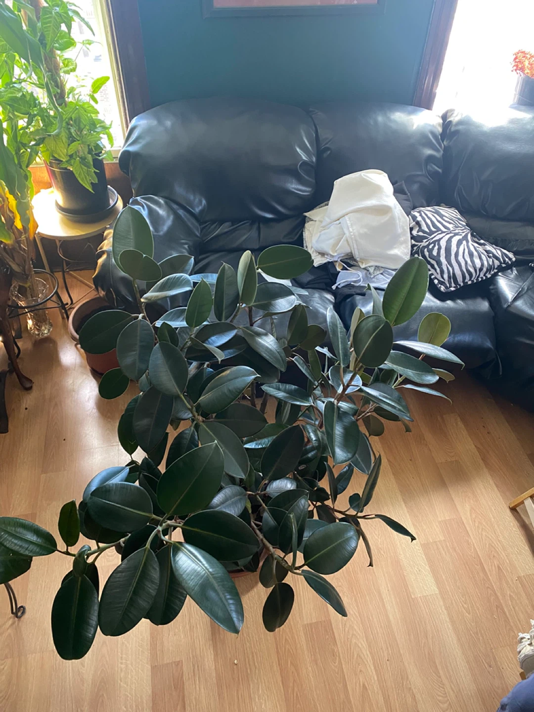 Large Bushy  burgundy Rubber Plant - photo 3