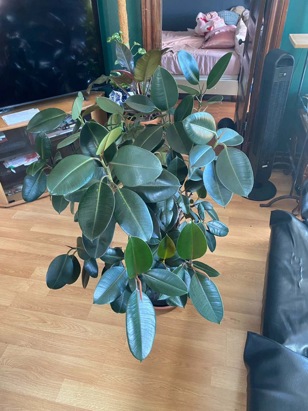 Large Bushy  burgundy Rubber Plant - photo 2