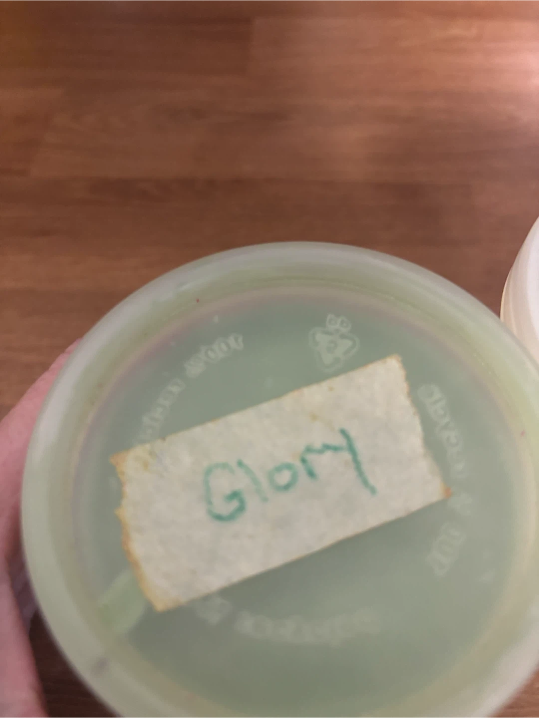Lush Glory & Renee's Soufflé - photo 4