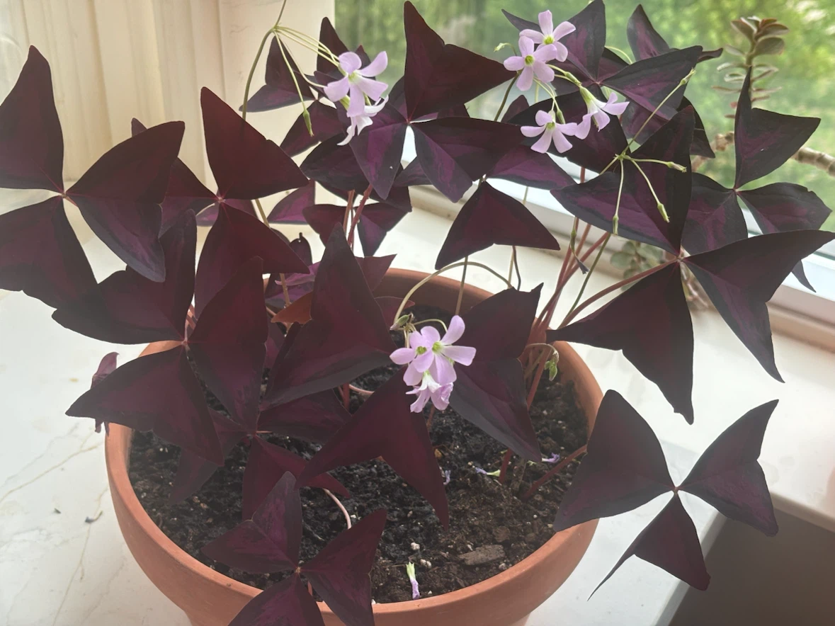 Flower - photo 2