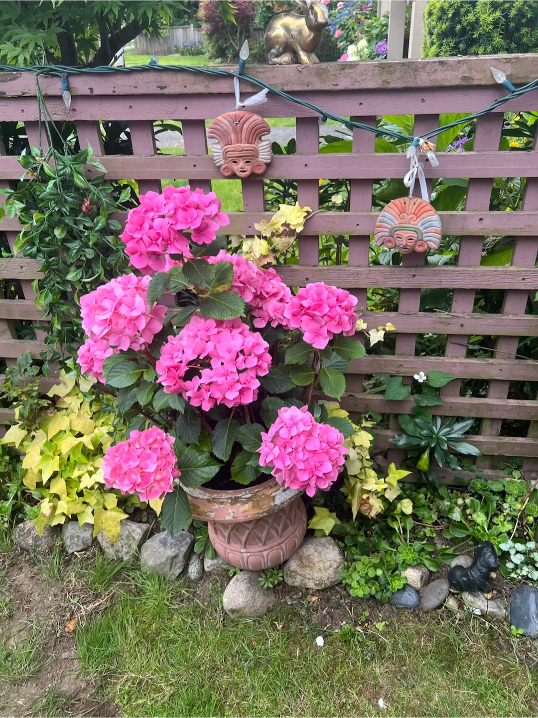 Hydrangea Plant - Pink and White Blooms
